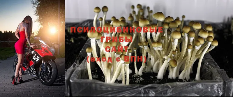 где продают   Киренск  Галлюциногенные грибы Magic Shrooms 